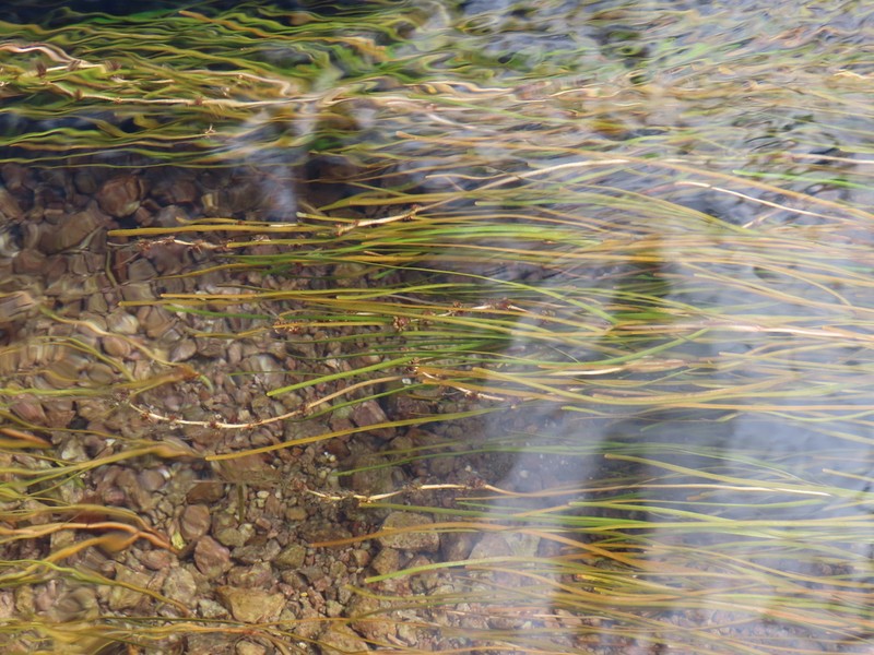 Fineleaf Pondweed photo 6