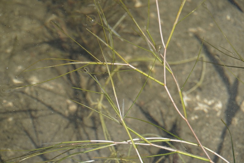 Fineleaf Pondweed photo 7