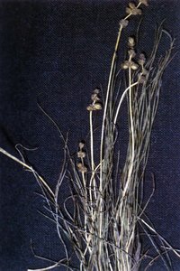 Fineleaf Pondweed