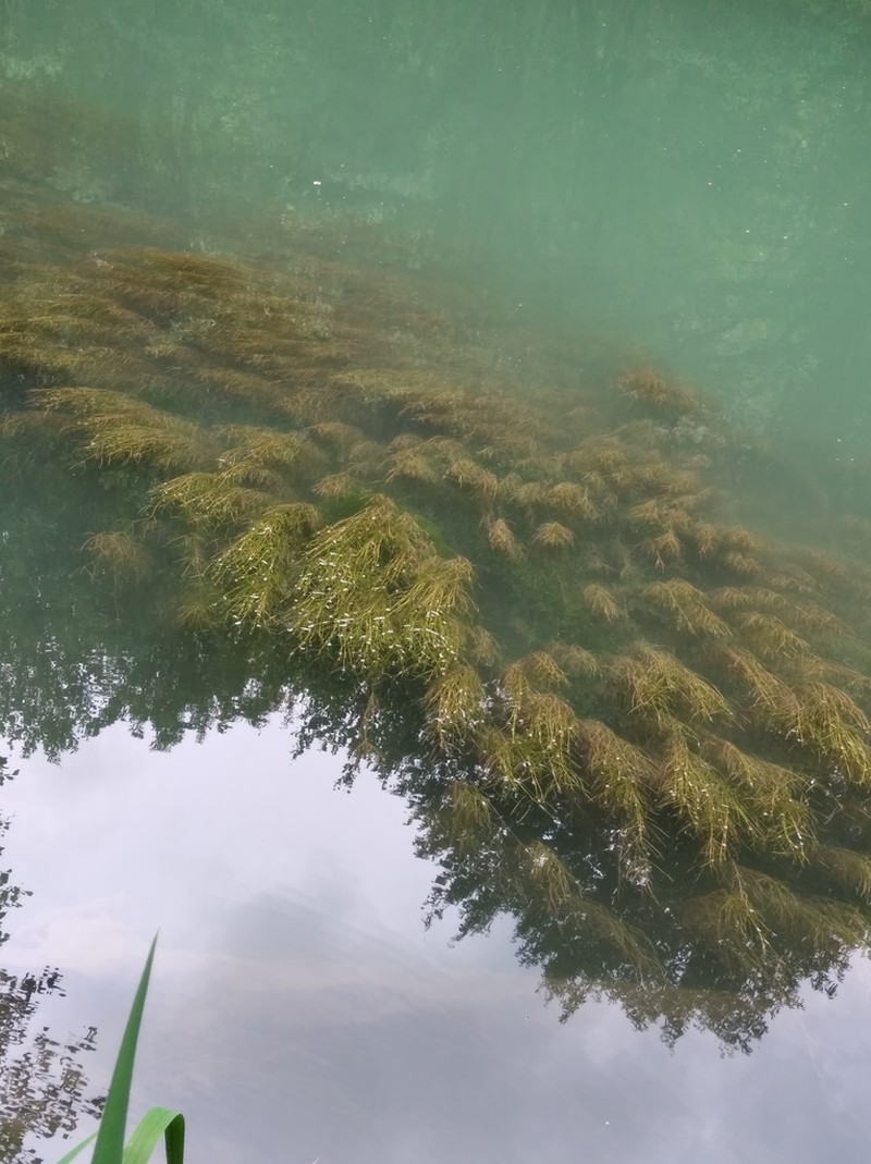 Sago Pondweed photo 3