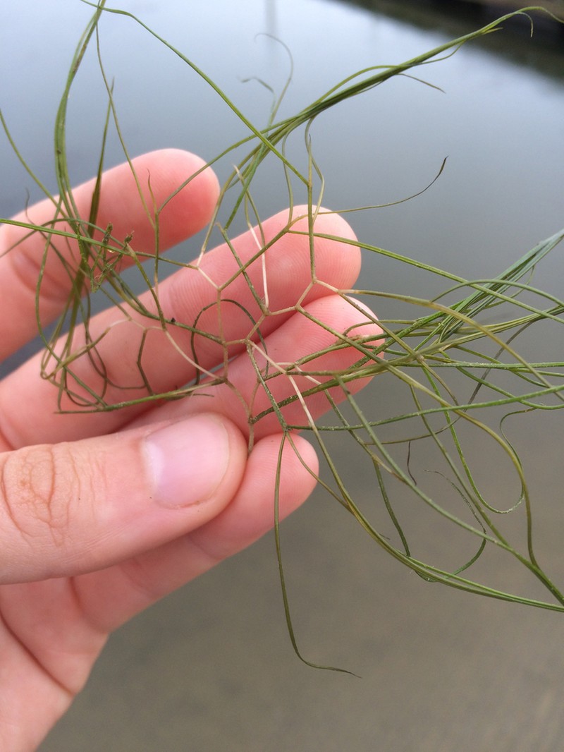 Sago Pondweed photo 4