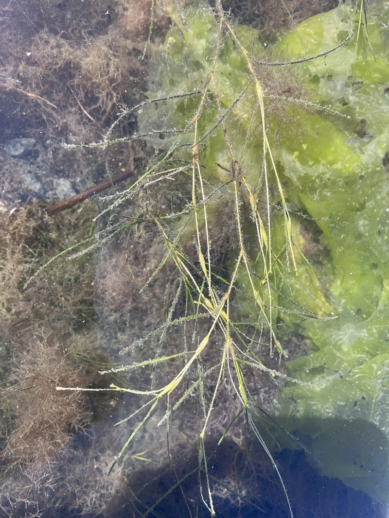 Sago Pondweed photo 5
