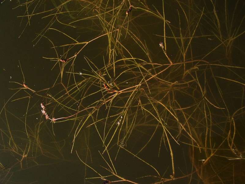 Sago Pondweed photo 6