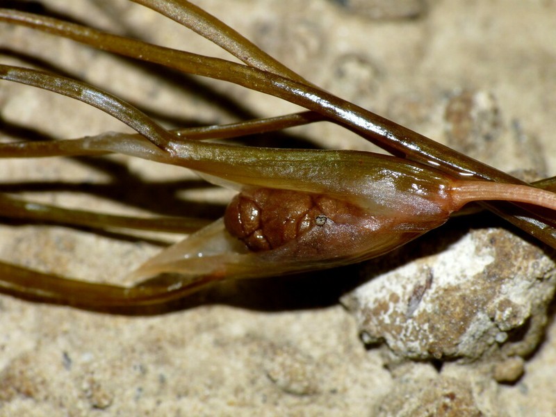Sago Pondweed photo 7