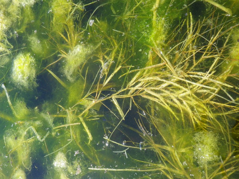Sago Pondweed photo 8