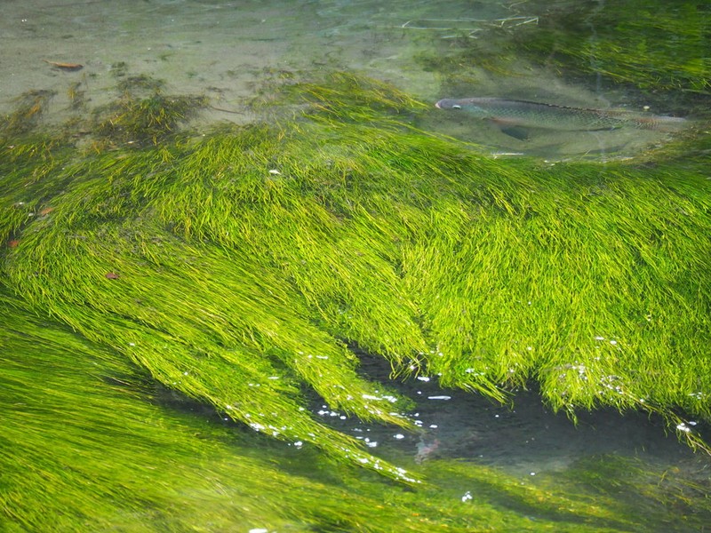 Sago Pondweed photo 9