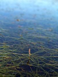Sago Pondweed