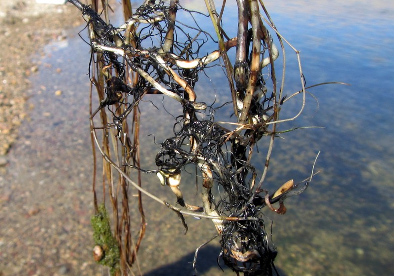 Sago Pondweed photo 3
