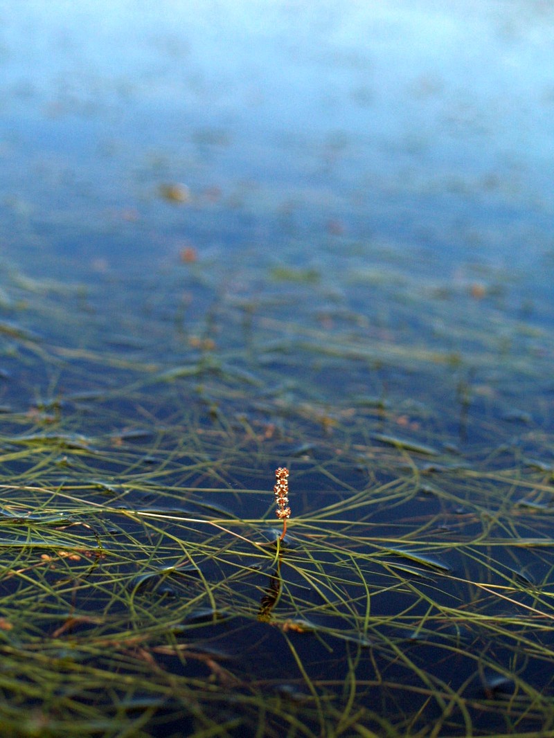 Sago Pondweed photo 4