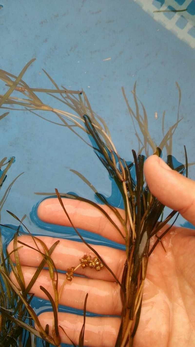 Broadleaf Pondweed