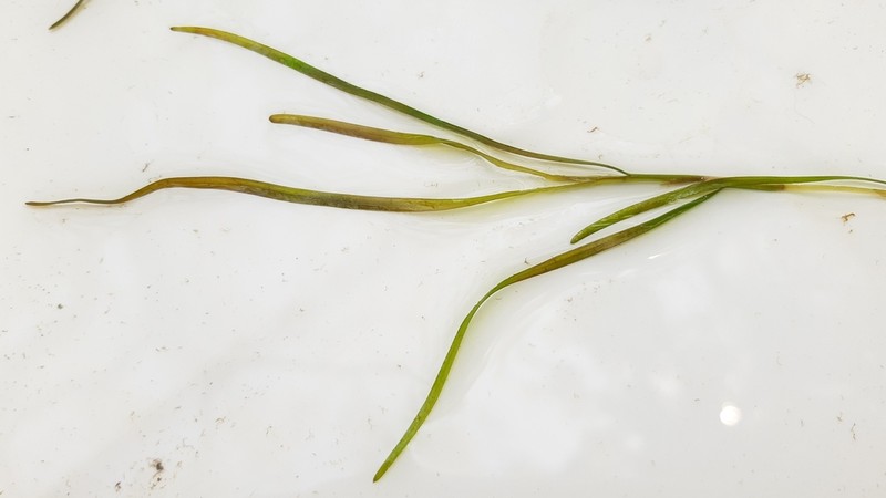 Broadleaf Pondweed photo 2