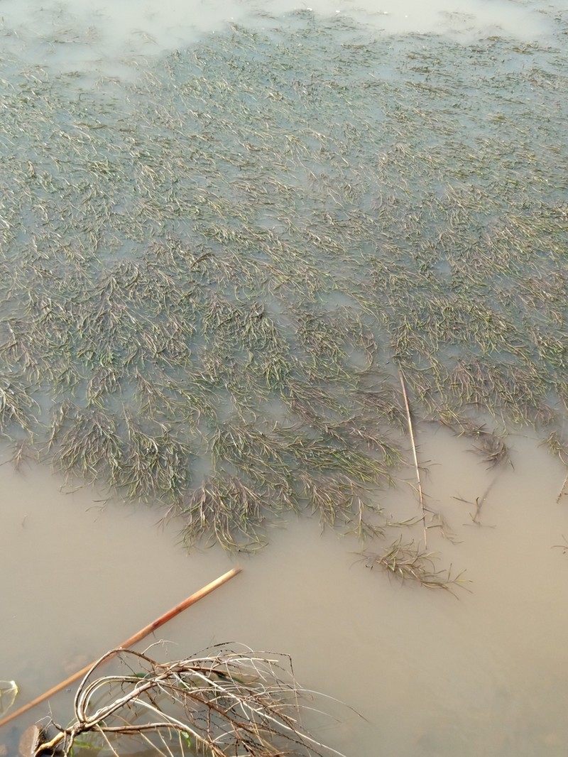 Broadleaf Pondweed photo 3