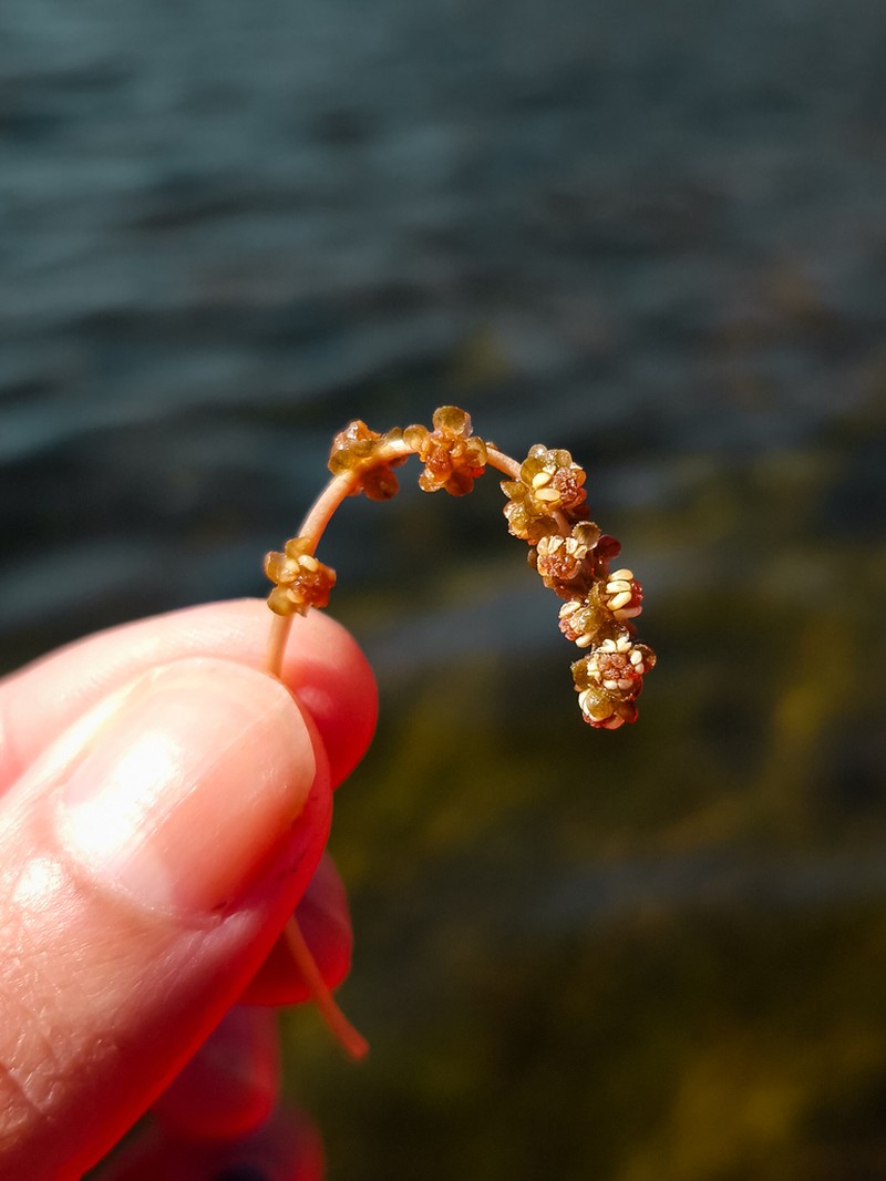Broadleaf Pondweed photo 4