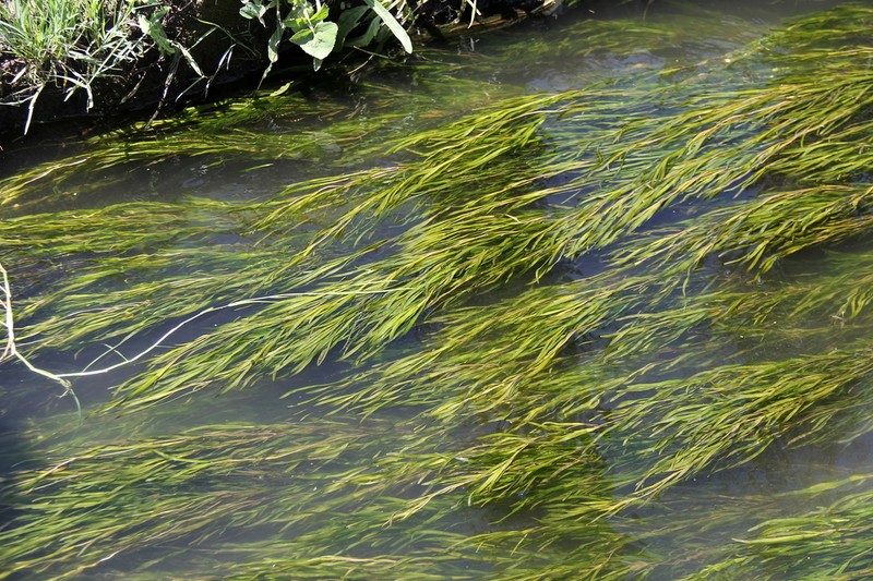 Broadleaf Pondweed photo 5