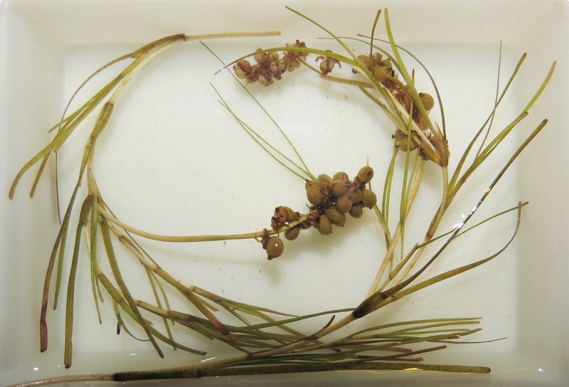 Broadleaf Pondweed photo 6