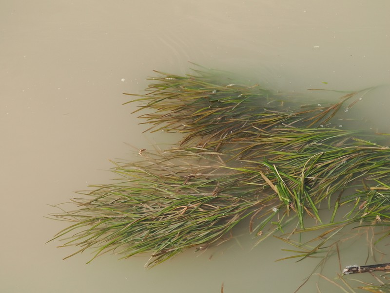 Broadleaf Pondweed photo 7