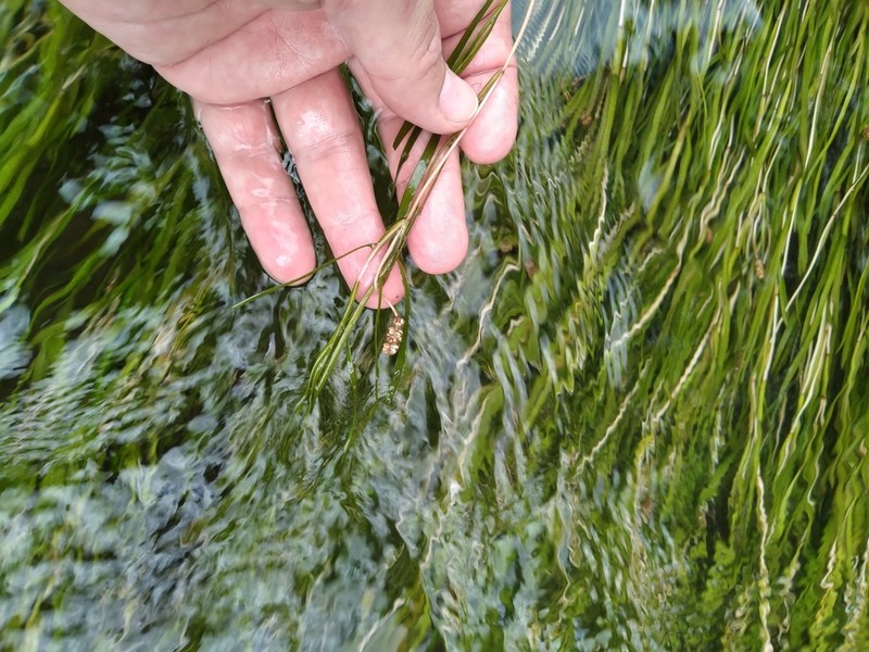 Broadleaf Pondweed photo 8