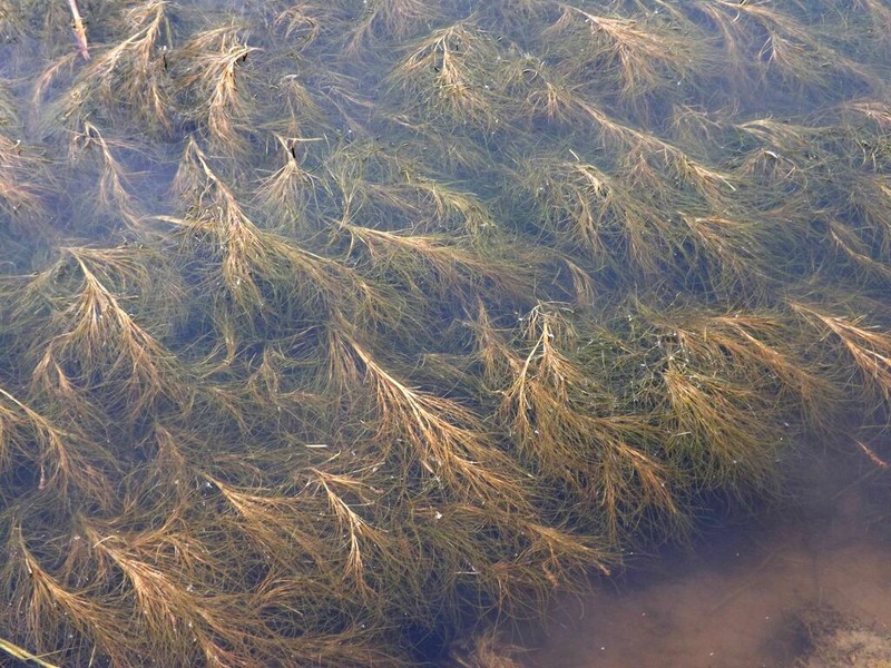 Sheathed Pondweed photo 3