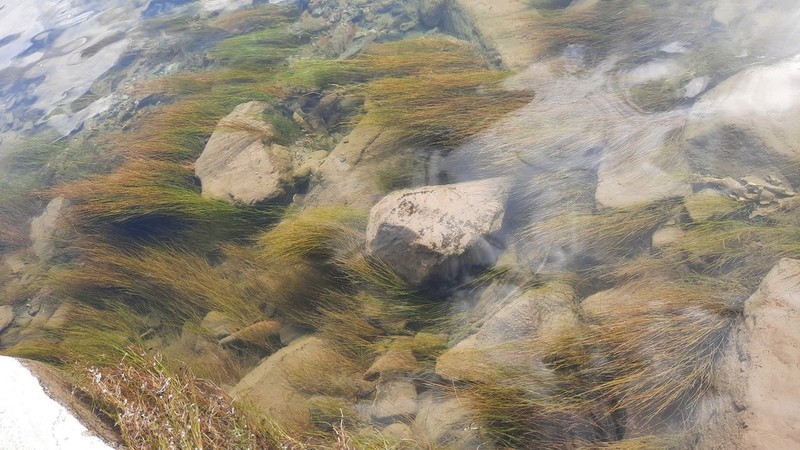 Sheathed Pondweed photo 4