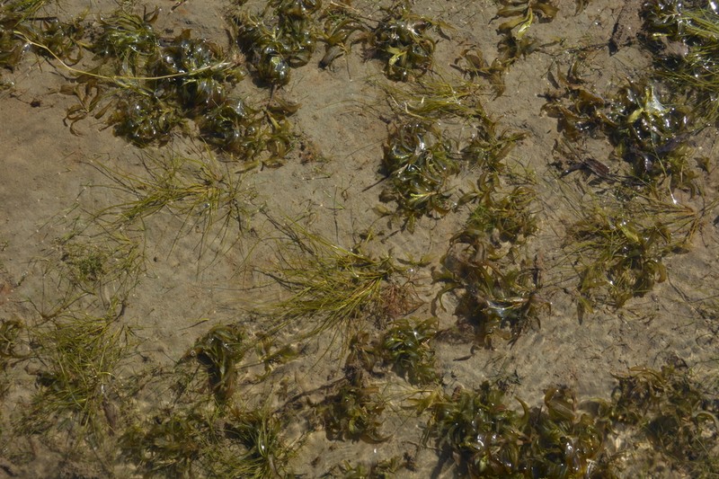 Sheathed Pondweed photo 5