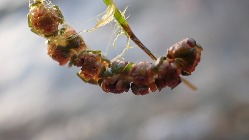 Sheathed Pondweed photo 6