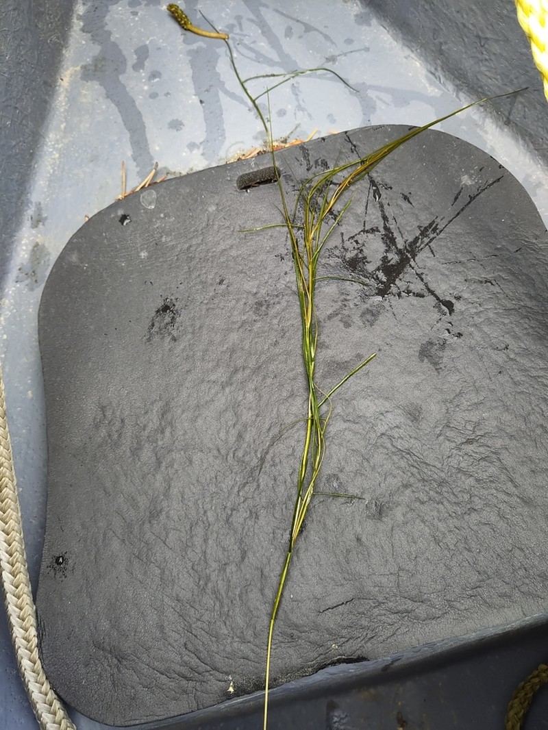 Sheathed Pondweed photo 7