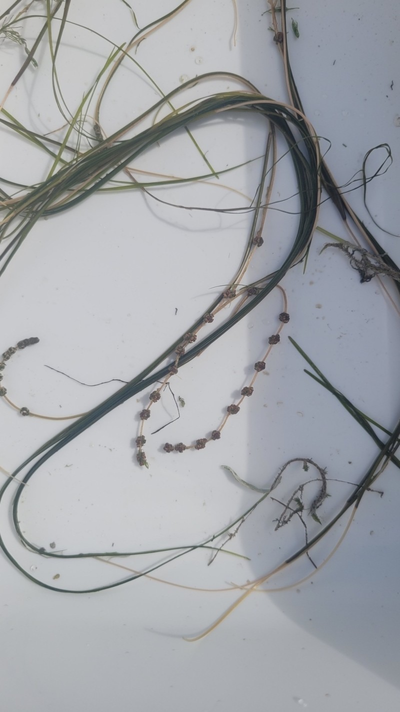 Sheathed Pondweed photo 8