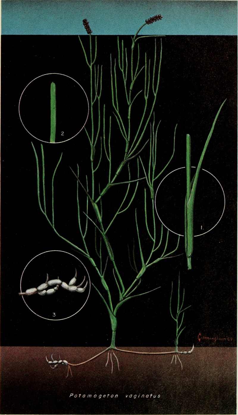 Sheathed Pondweed photo 2