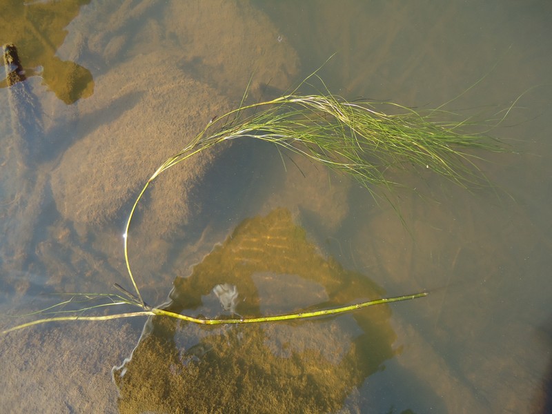 Sheathed Pondweed