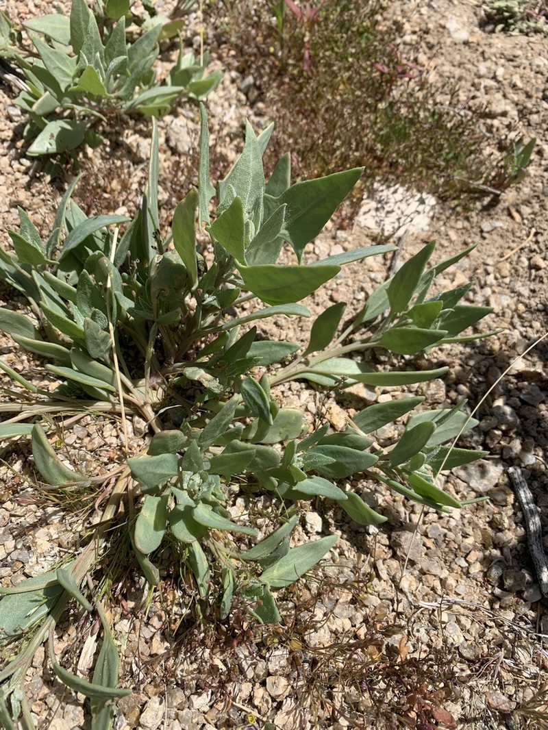 Coville's Endolepis