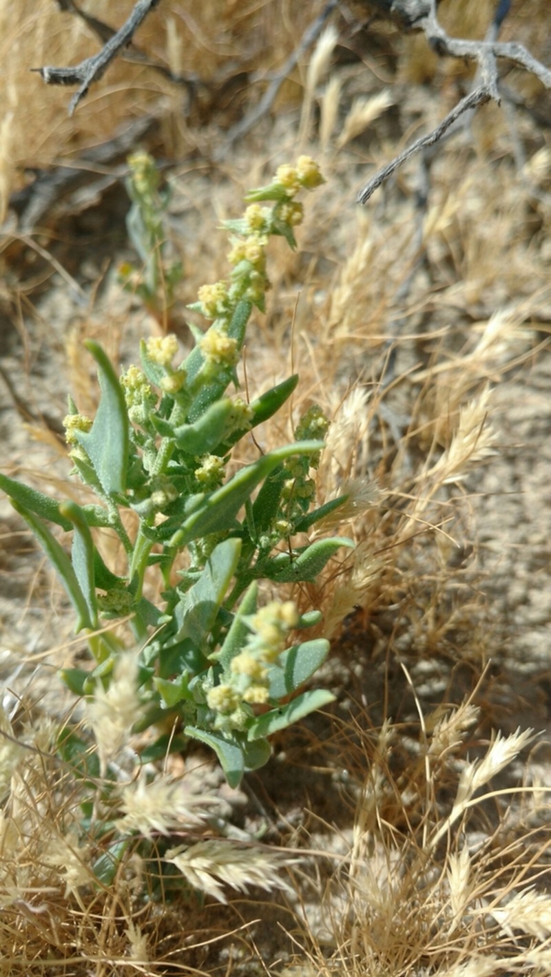 Coville's Endolepis photo 2
