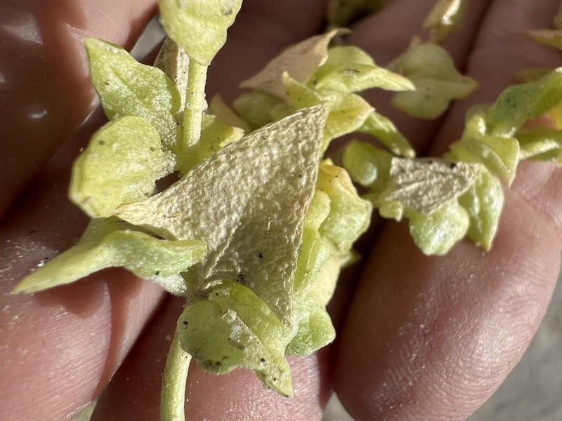 Coville's Endolepis photo 3