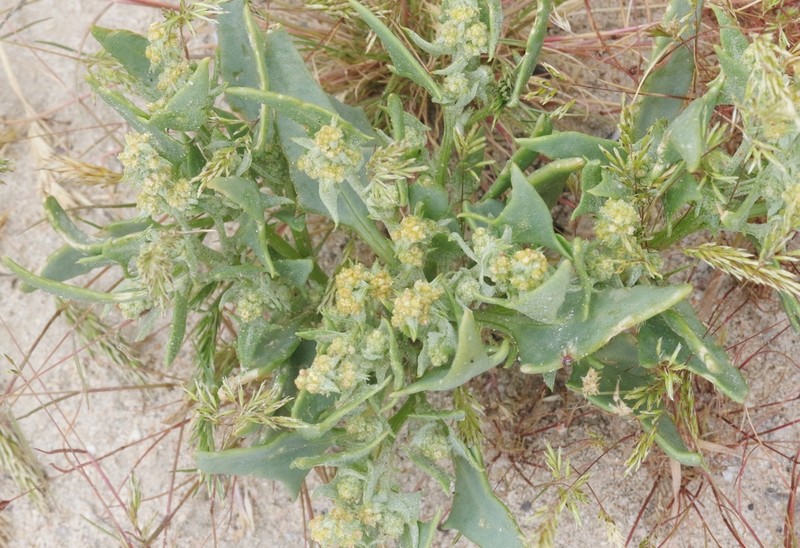 Coville's Endolepis photo 7