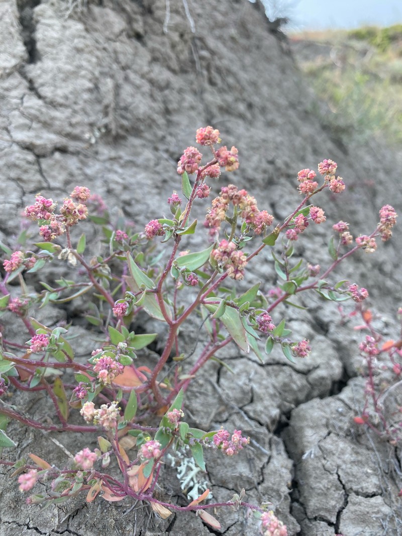 Suckley's Endolepis