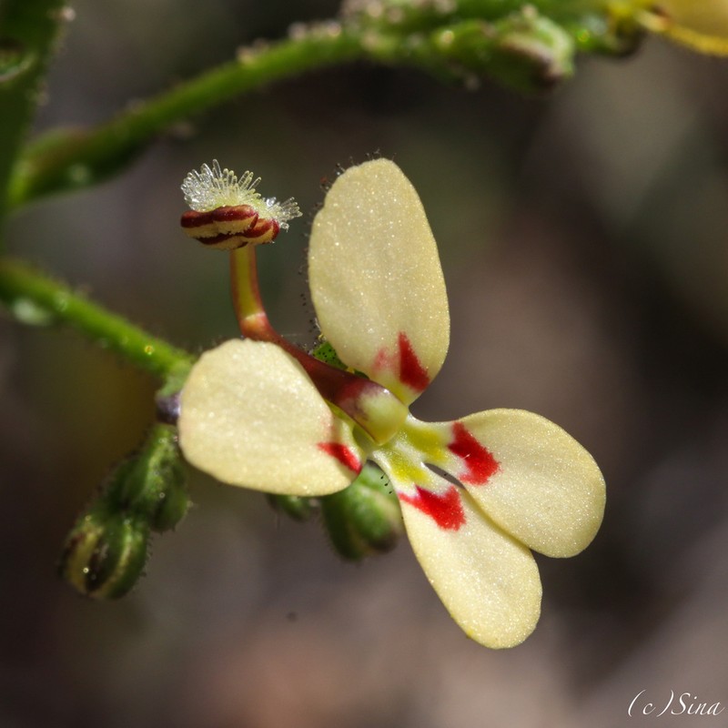 Stylidium amphora photo 2