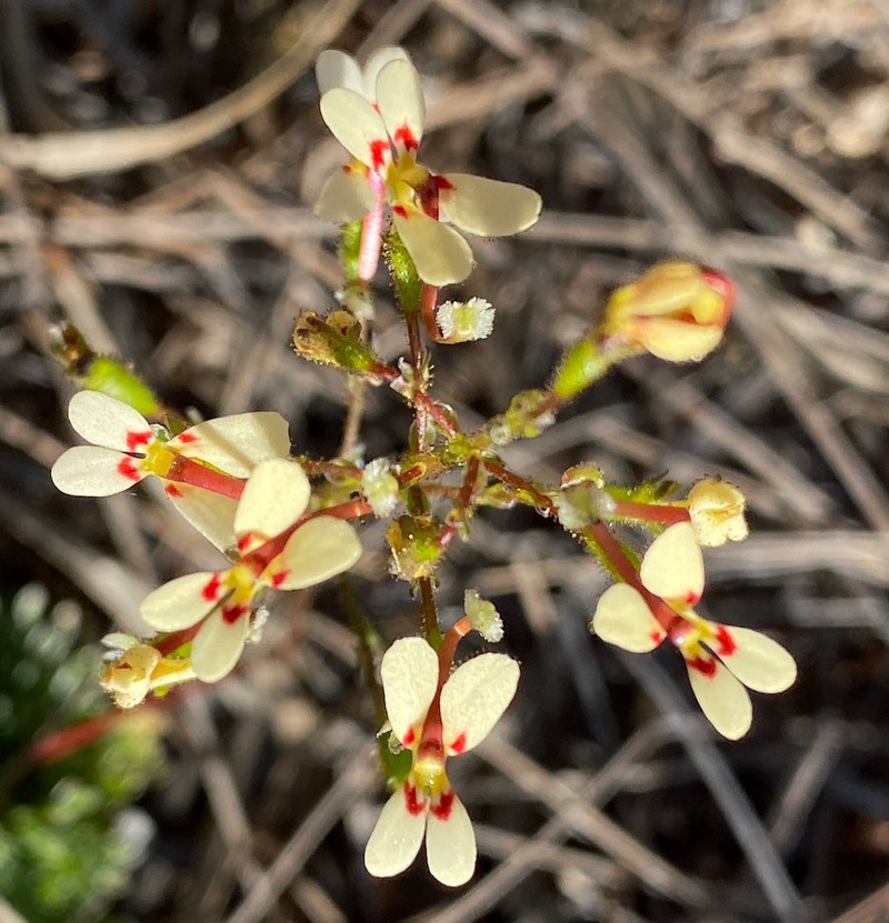 Stylidium amphora photo 3