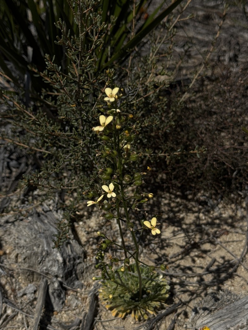 Stylidium amphora photo 5