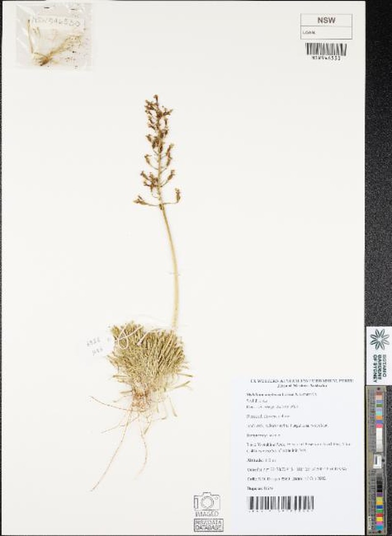Stylidium amphora photo 8