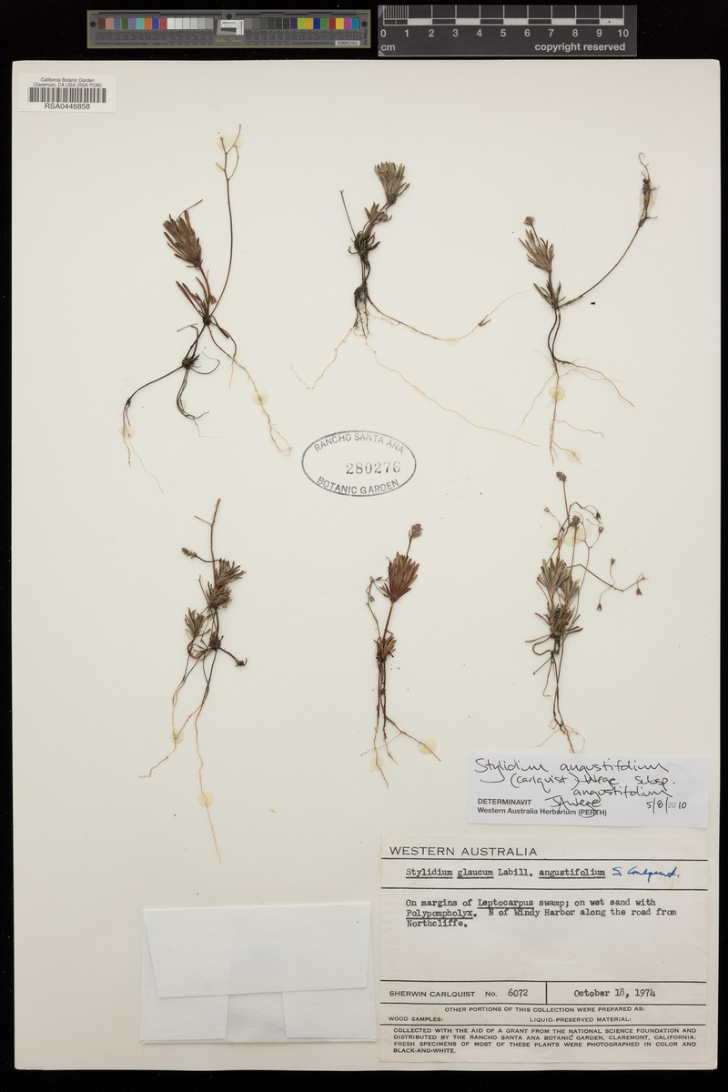 Stylidium angustifolium subsp. angustifolium