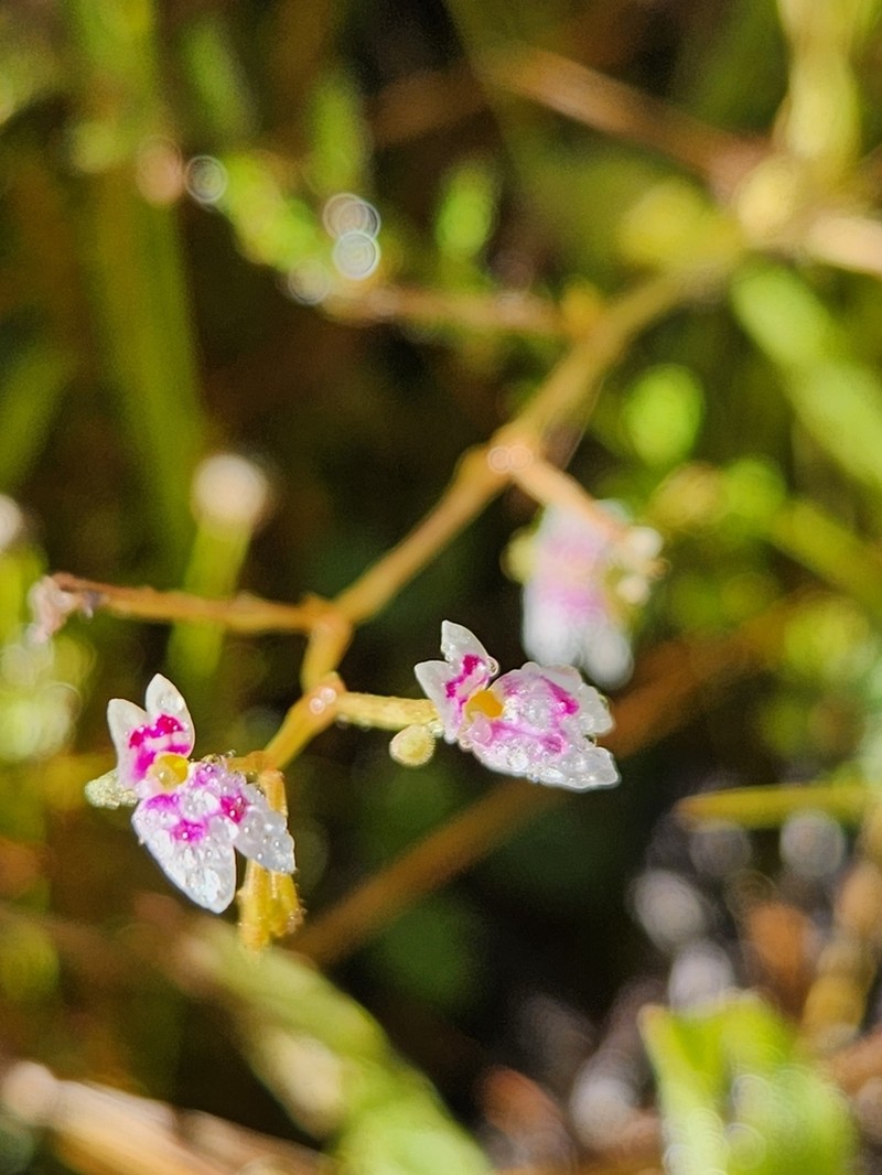 Stylidium anomalum