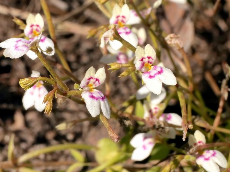 Stylidium anomalum photo 2