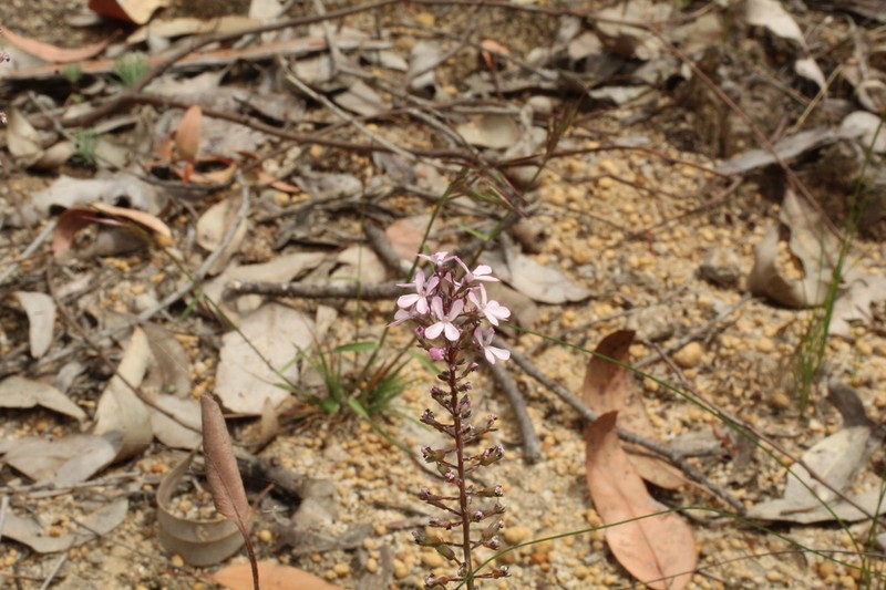 Stylidium araeophyllum photo 2