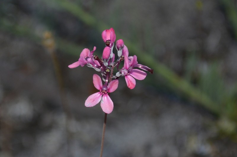 Stylidium araeophyllum photo 3