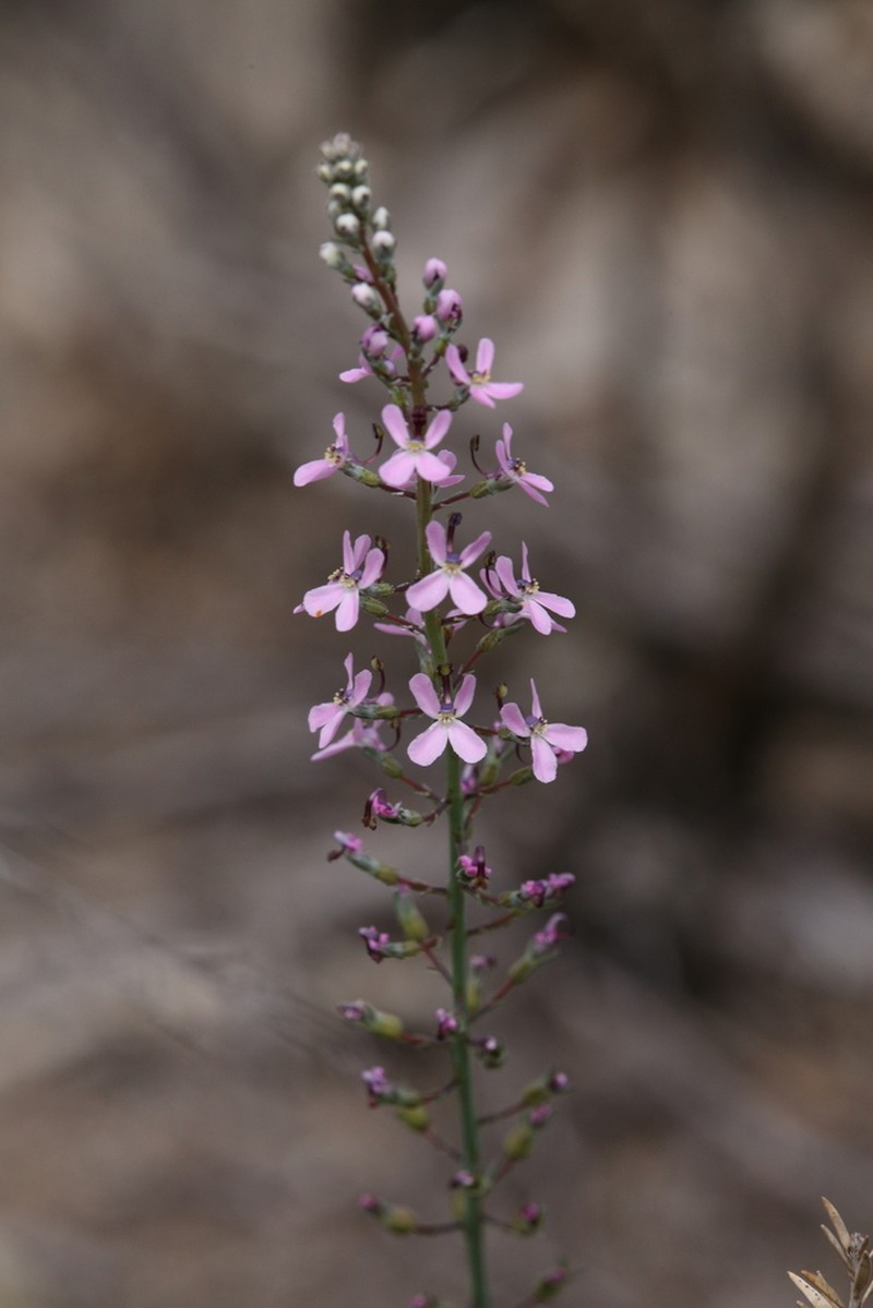 Stylidium araeophyllum photo 4