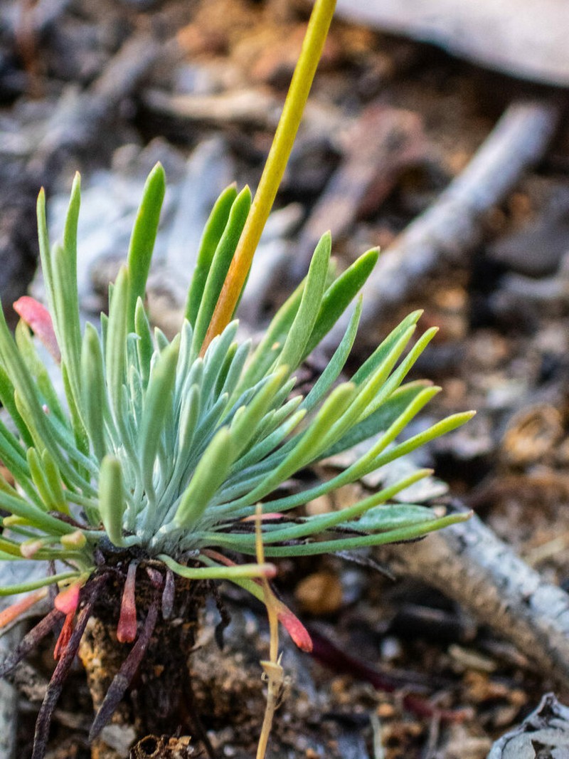Stylidium araeophyllum photo 5