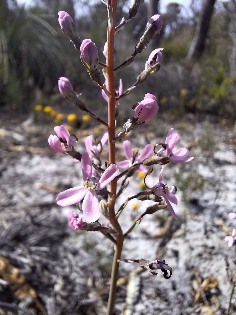 Stylidium araeophyllum photo 6