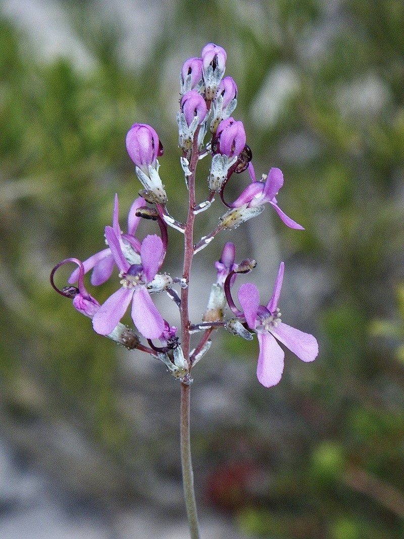 Stylidium araeophyllum photo 7