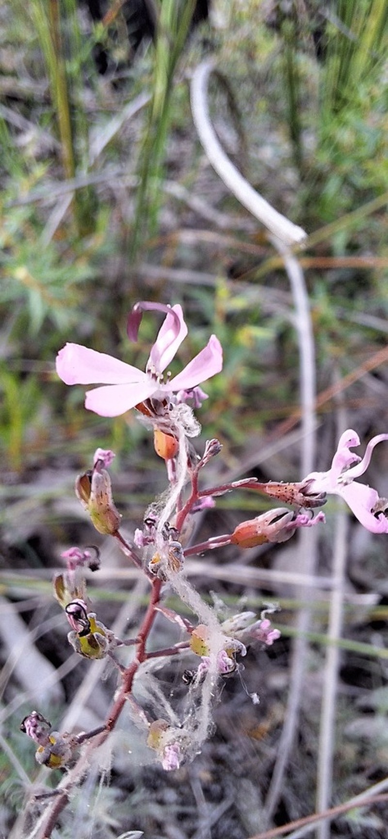 Stylidium araeophyllum photo 8