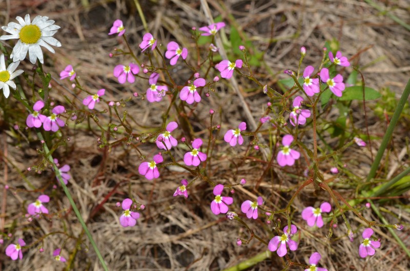 Stylidium asymmetricum