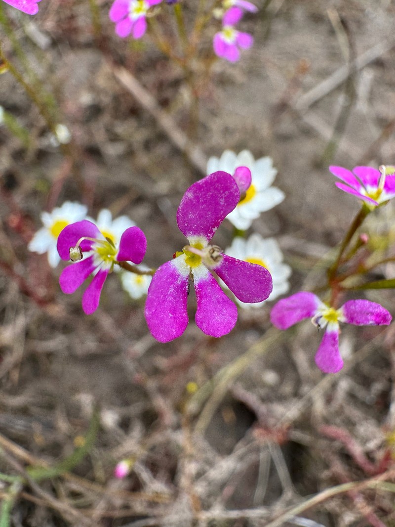 Stylidium asymmetricum photo 2
